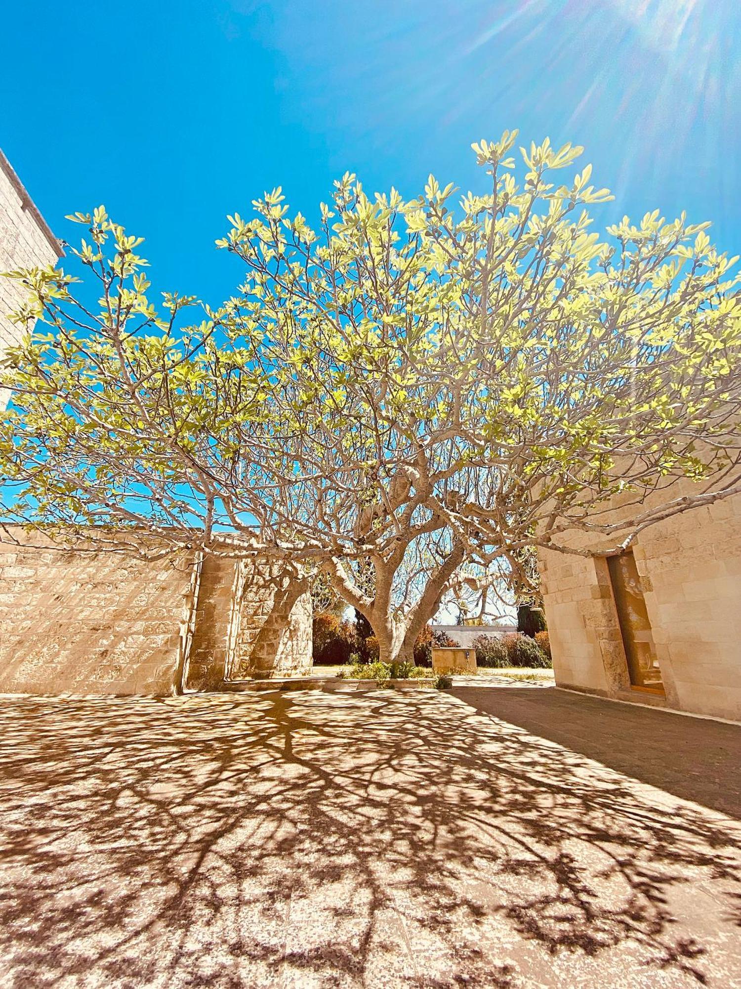 Masseria La Millenaria San Foca Zewnętrze zdjęcie